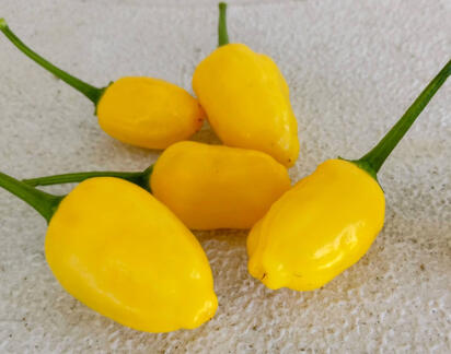 Aji Sunrise Aji Sunrise